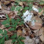 Dicentra canadensis Habit