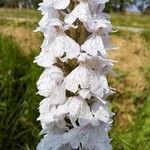 Dactylorhiza incarnata Kwiat