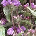 Phlomis herba-venti Flor