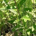 Lythrum salicaria Leaf