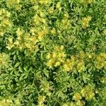 Potentilla valderia Fula