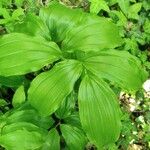 Polygonatum latifolium 葉