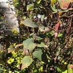 Hypericum beanii Likasa