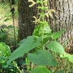 Salvia glutinosa Blatt