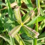 Dactyloctenium aegyptium Bloem