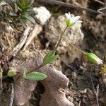 Holosteum umbellatum Хабит