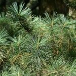 Pinus koraiensis Liść