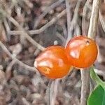 Lonicera maackii Fruto