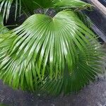 Livistona chinensis Folha