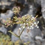 Peucedanum cervaria Flor