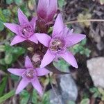 Gentianella germanica Flor