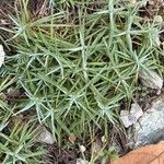 Dianthus glacialis Hoja