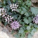 Physoplexis comosa 花