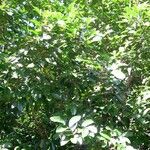 Xylocarpus granatum موطن