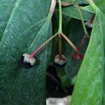 Ardisia elliptica Gyümölcs