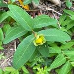 Hypericum calycinumŽiedas