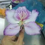 Bauhinia variegata Цветок