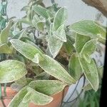 Tradescantia sillamontanaLiść