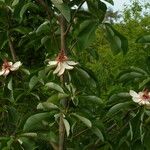 Magnolia obovata Cvet