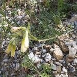 Onosma heterophylla ശീലം