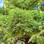 Cunninghamia lanceolata Лист