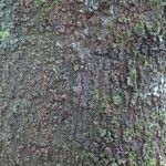 Pouteria cayennensis Kabuk