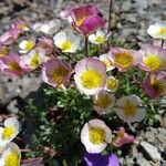 Ranunculus glacialis Flower