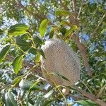 Swietenia mahagoni Плод