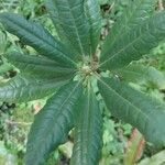 Rhododendron annae Blad