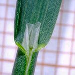 Poa pratensis Delienn