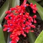 Aechmea fulgensFlower