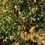 Alchemilla saxatilis Blad