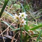 Angraecum striatum Flower
