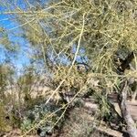 Parkinsonia florida List