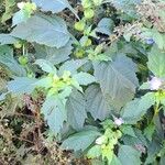 Nicandra physalodes Hábito