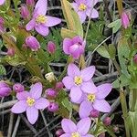 Centaurium littorale Flor