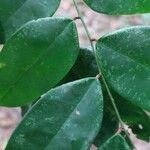 Dialium bipindense Blatt