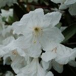 Rhododendron decorum Flor