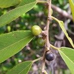 Bridelia tomentosa ഫലം