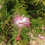 Calliandra brevipes Flor