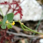 Coronilla scorpioides Λουλούδι