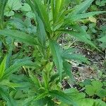 Solidago canadensisBlatt