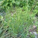 Epilobium roseum Elinympäristö