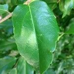 Flacourtia indica Blatt