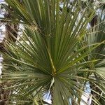 Sabal bermudana Leaf