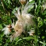 Dryas octopetala Fruit