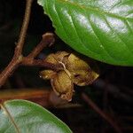 Uvaria scabrida Flower