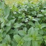 Mentha × rotundifolia Leaf