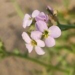 Cakile maritima 花