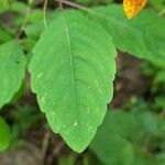 Impatiens capensis Blad